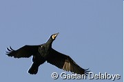 Grand&nbsp;cormoran
