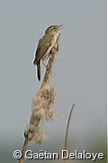 Phragmite&nbsp;des&nbsp;joncs