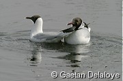 Mouette&nbsp;rieuse