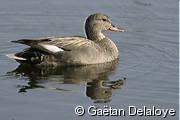 Canard&nbsp;chipeau&nbsp;m�le