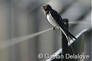 Hirondelle&nbsp;rustique