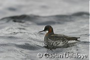 Phalarope � bec �troit, femelle