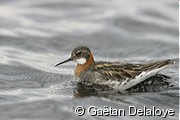 Phalarope � bec �troit, m�le