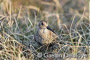 B�casseau variable