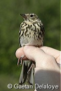 Pipit des arbres