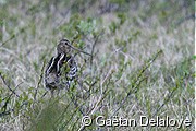 B�cassine double