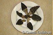 R�colte&nbsp;de&nbsp;morilles