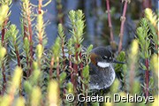 Phalarope&nbsp;�&nbsp;bec&nbsp;�troit&nbsp;femelle