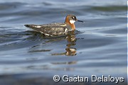 Phalarope&nbsp;�&nbsp;bec&nbsp;�troit&nbsp;femelle