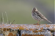 Pipit&nbsp;�&nbsp;gorge&nbsp;rousse