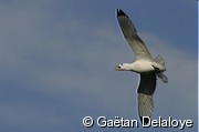 Mouette&nbsp;tridactyle