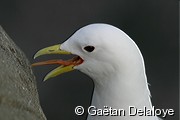 Mouette&nbsp;tridactyle
