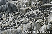 Guillemots