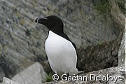 Pingouin&nbsp;torda