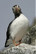 Macareux&nbsp;moine