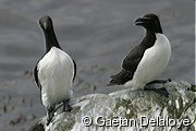Guillemot&nbsp;de&nbsp;Tro�l&nbsp;et&nbsp;Petit&nbsp;Pinguin