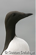 Guillemot&nbsp;de&nbsp;Tro�l