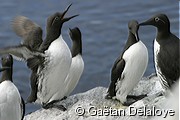 Guillemot&nbsp;de&nbsp;Tro�l