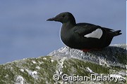 Guillemot&nbsp;�&nbsp;miroir