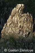 Colonie&nbsp;de&nbsp;Mouettes&nbsp;tridactyle