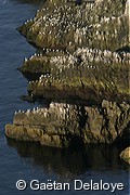 Colonie&nbsp;de&nbsp;Mouettes&nbsp;tridactyle