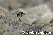 Lagop�de&nbsp;Alpin&nbsp;femelle