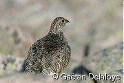 Lagop�de&nbsp;Alpin&nbsp;femelle