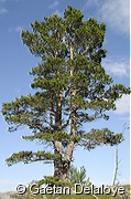 Pin