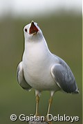 Go�land&nbsp;cendr�
