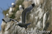Mouettes&nbsp;tridactyles