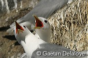 Mouettes&nbsp;tridactyles
