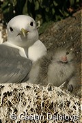 Mouettes&nbsp;tridactyles