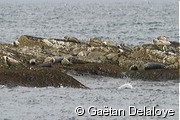 Phoque&nbsp;veau-marin