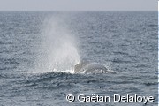 Cachalot&nbsp;m�le&nbsp;soufflant