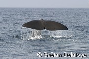 Cachalot&nbsp;m�le&nbsp;plongeant