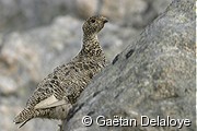 Lagop�de&nbsp;Alpin
