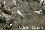 Mouettes&nbsp;tridactyles