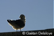 Mouettes&nbsp;tridactyles