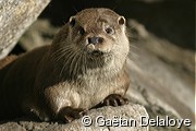 Loutre&nbsp;de&nbsp;mer