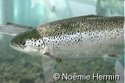 Saumon