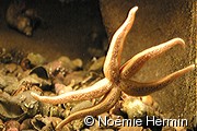 Etoile&nbsp;de&nbsp;mer