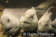 Loup&nbsp;de&nbsp;mer