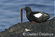 Guillemot&nbsp;�&nbsp;miroir