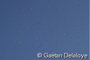 Mouettes&nbsp;tridactyles