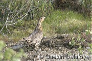 Grand&nbsp;T�tras&nbsp;femelle