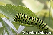 Chenille&nbsp;de&nbsp;Machaon