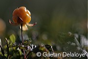 M�re&nbsp;arctique