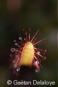 Drosera&nbsp;sp.