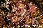 Drosera&nbsp;�&nbsp;feuille&nbsp;ronde