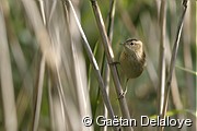 Jeune&nbsp;Phragmite&nbsp;des&nbsp;Joncs